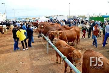 Los Llanos de Telde, en el día grande de sus fiestas patronales de 2019 (Foto Francisco Javier Santana)